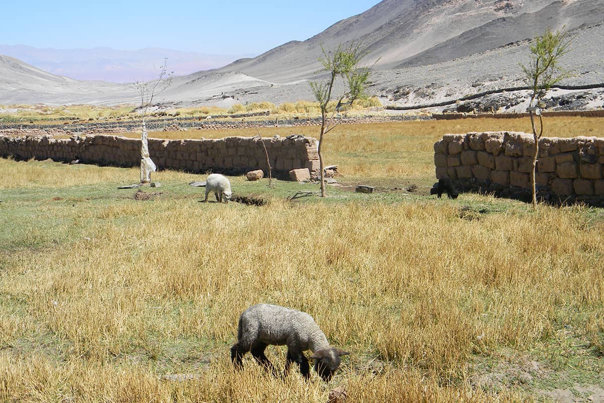 puna - Loss of ancestral livestock